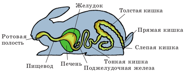 http://blgy.ru/images/biology7/pic325.png