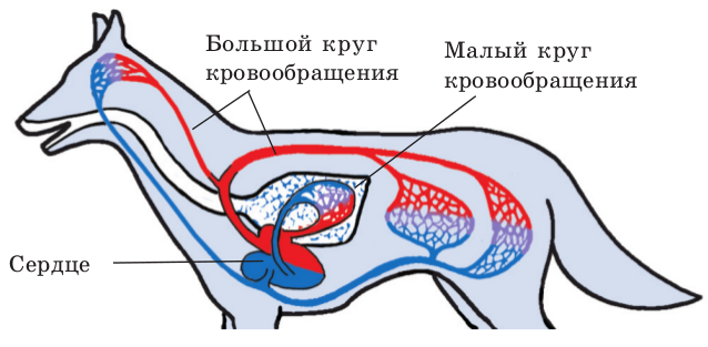 http://blgy.ru/images/biology7/pic328.png