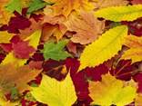 http://wallpapers-mania.org.ua/downloadimage/ae9929d486cad578f923a7b91a827b5e/11739/2/Autumn%20Leaves,%20New%20York.jpg