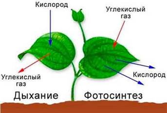 http://cvetutcvety.ru/wp-content/uploads/2012/05/Vozdushnyi_regim.jpg
