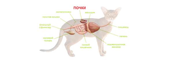 Какие почки у млекопитающих. Органы выделения млекопитающих. Выделительная система млекопитающих схема. Органы выделительной системы кошки. Выделительная система млекопитающих анатомия.