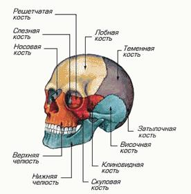 http://img.zharko.ru/skeletos/part1/skull.gif