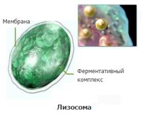 Лизосома растительной клетки. Лизосомы строение. Строение структура лизосомы. Лизосомы в растительных клетках. Строение растительной клетки лизосомы.