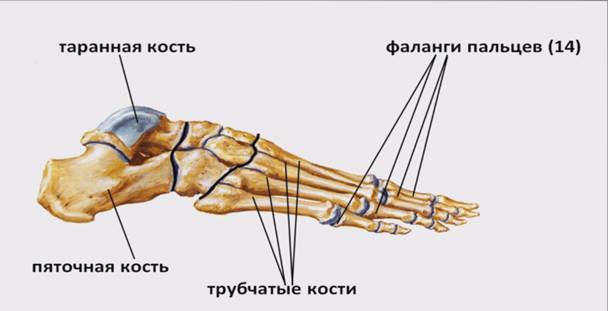 Таранная кость где находится фото