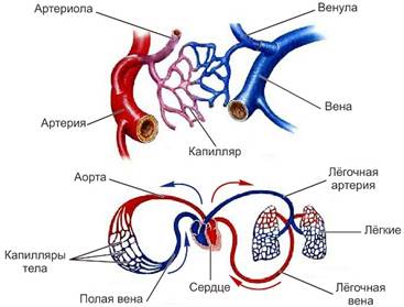 http://biolicey2vrn.ru/Anatom/SSS/organy_sss.jpg