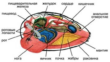 http://biolicey2vrn.ru/Zhivotnie/Mnogokletochnie/Molluski/Vnutr.stroen.bezzubki.jpg
