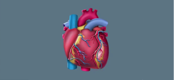 Регуляция работы сердца кровеносных сосудов