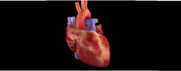 Регуляция работы сердца кровеносных сосудов